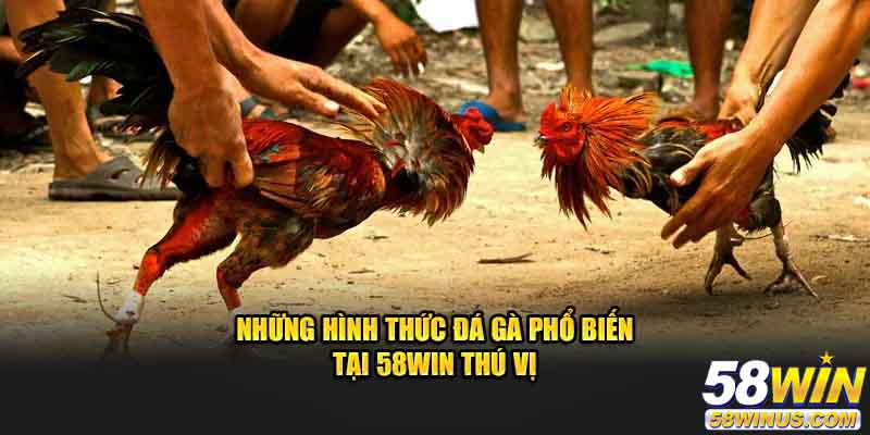 Các hình thức đá gà tại 58win